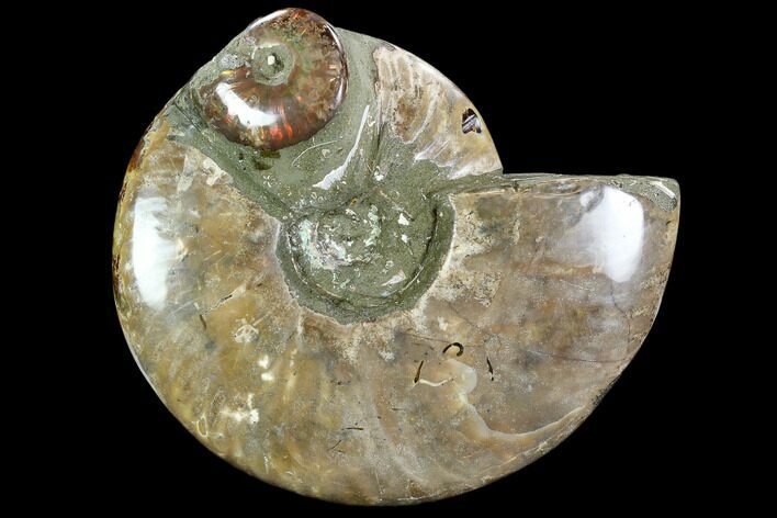 Polished Ammonite (Cleoniceras) - Madagascar #108242